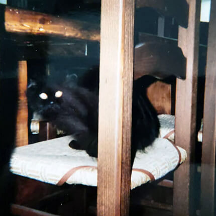 Claretta primo gatto allevatore maine coon passione per i gatti