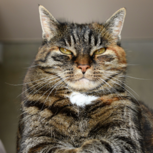 come creare un ambiente sano per un gatto maine coon l'allevamento di maine coon nubias noa insegna come curare e dare benessere ai propri gatti