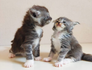 socializzazione gattini maine coon studio del comportamento felino. Per avere dei cuccioli di maine coon ben socializzati