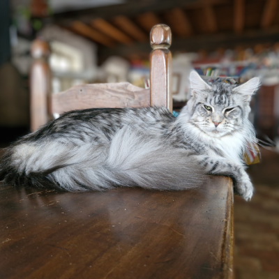 gatta maine coon black silver tabby allevamento maine coon nubias noa