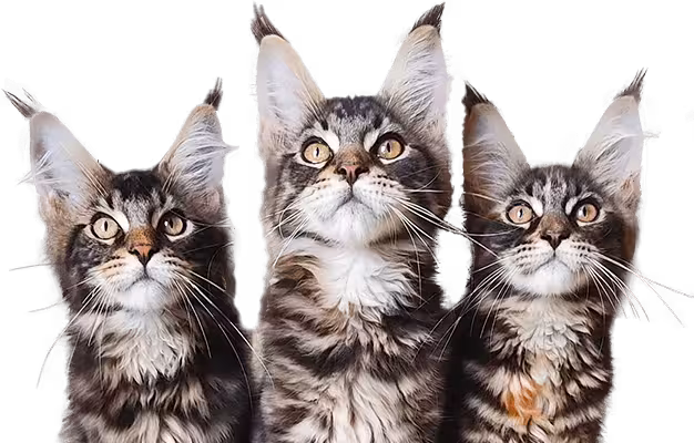 cuccioli gattini disponibili maine coon nubias noa allevamamento di gatti maine coon