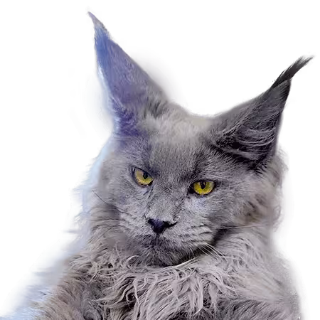 riproduttore maine coon blu grigio allevamento nubias noa